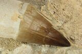Two, Fossil Rooted Mosasaur (Prognathodon) Teeth In Rock- Morocco #192508-2